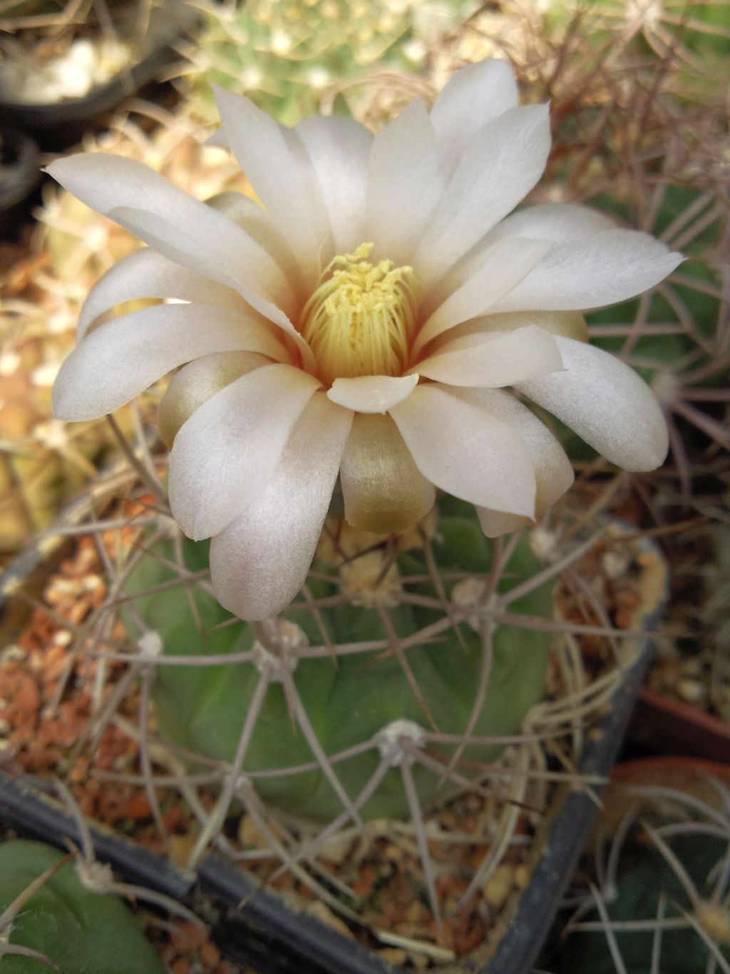 Gymnocalycium boszingianum LF 15, Villa Cepes, La Rioja, AG